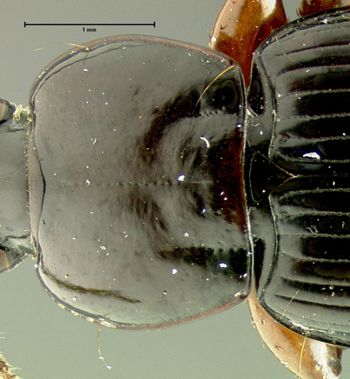 Media type: image;   Entomology 31941 Aspect: pronotum dorsal